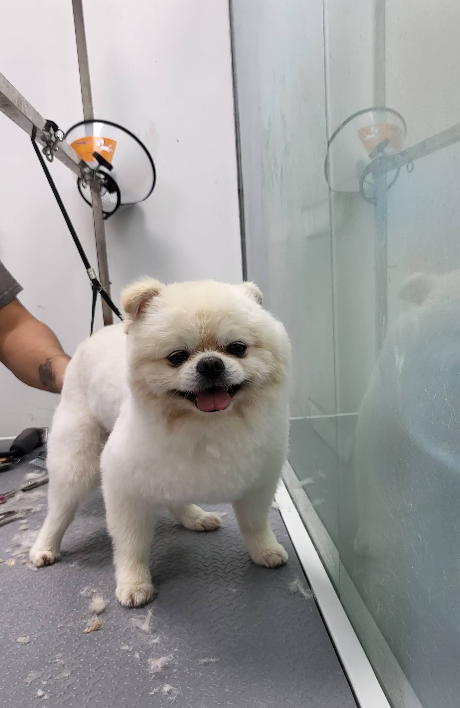A freshly groomed white Pomeranian at Cool Pets Trading