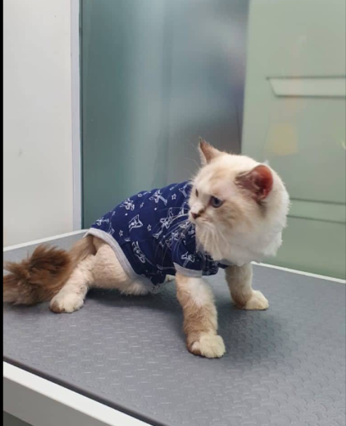A cat wearing a pet shirt from the Cool Pets Trading accessories range